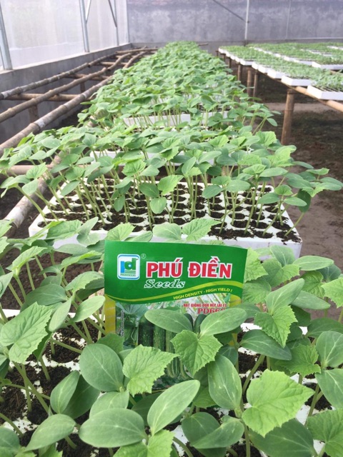 Hạt giống dưa leo nếp F1 PD668