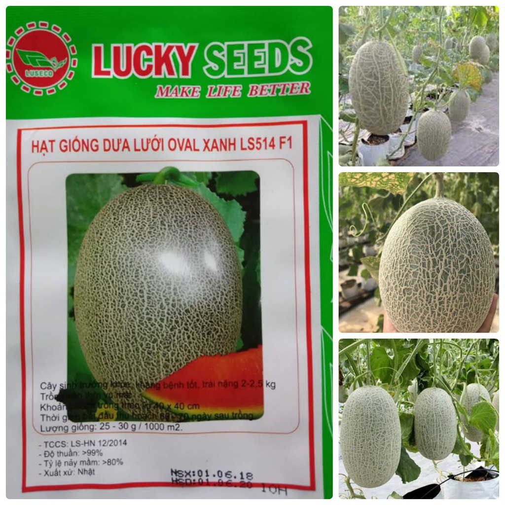 Hạt Giống Dưa Lưới Oval Xanh F1