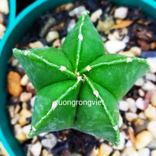 Xương rồng Astro xanh
