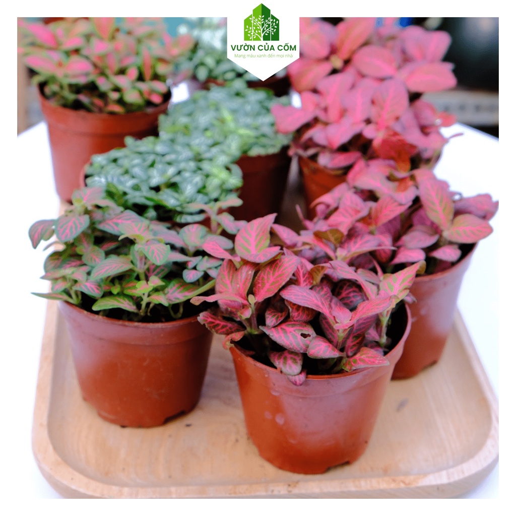 Cây cẩm nhung hay gọi là cây may mắn , Cây làm decor , tiểu cảnh siêu đẹp , siêu khỏe . cây + chậu nhựa KT 10 10