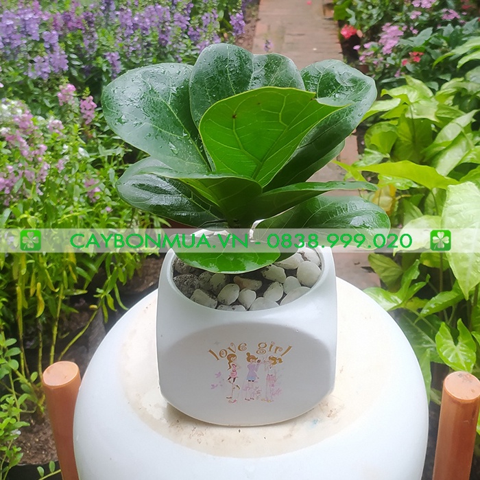 Cây Bàng Singapore + chậu sứ cao cấp, cây nội thất để bàn xinh xăn cao 20-25cm