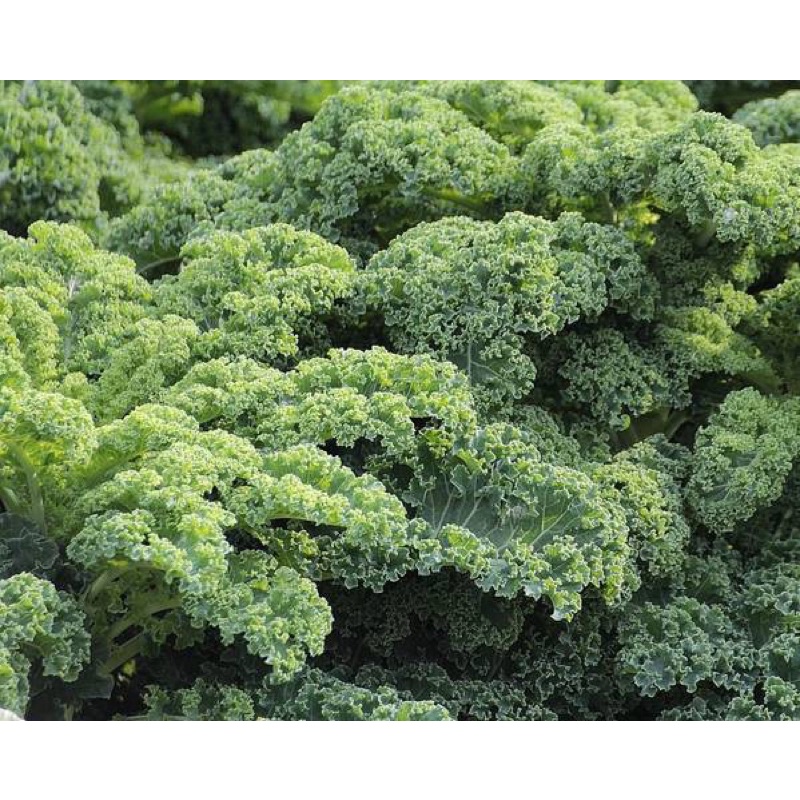 DEAL 1k - 30 Hạt Giống Cải Kale Xoăn Xanh Nhập Khẩu Mỹ nảy mầm 98%