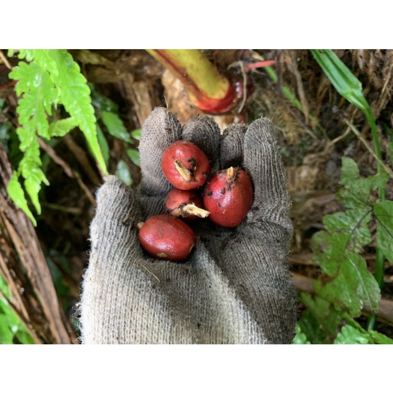 500g Thảo Quả + 200g trà Shan Tuyết Thảo Nguyên Farmer | BigBuy360 - bigbuy360.vn