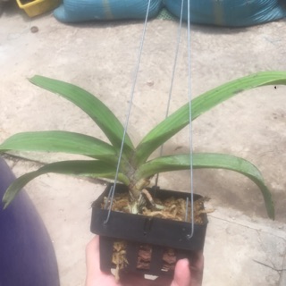 Ngọc điểm Thái Nhiều màu