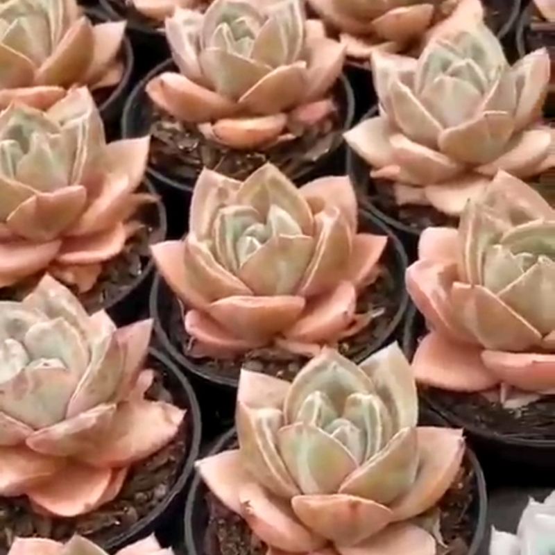 Sale 50% -Sen đá Pha Lê Cam dễ trồng.