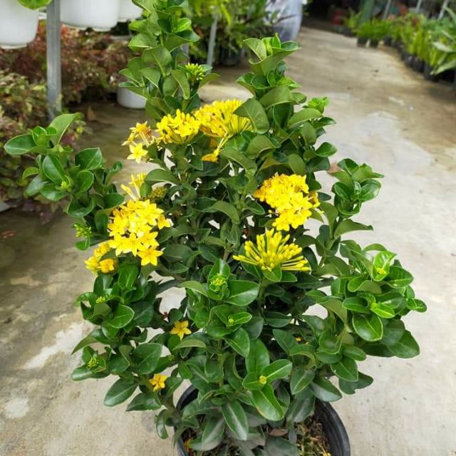 Cây 🌲 Trang Vàng lá xoắn đang hoa