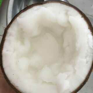Dừa Sáp Ngọc Tiên