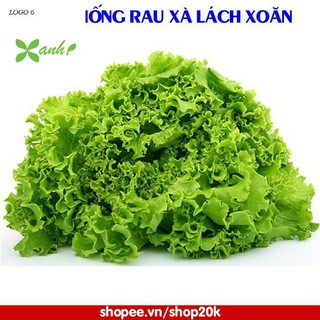 Hạt giống Rau xà lách xoăn