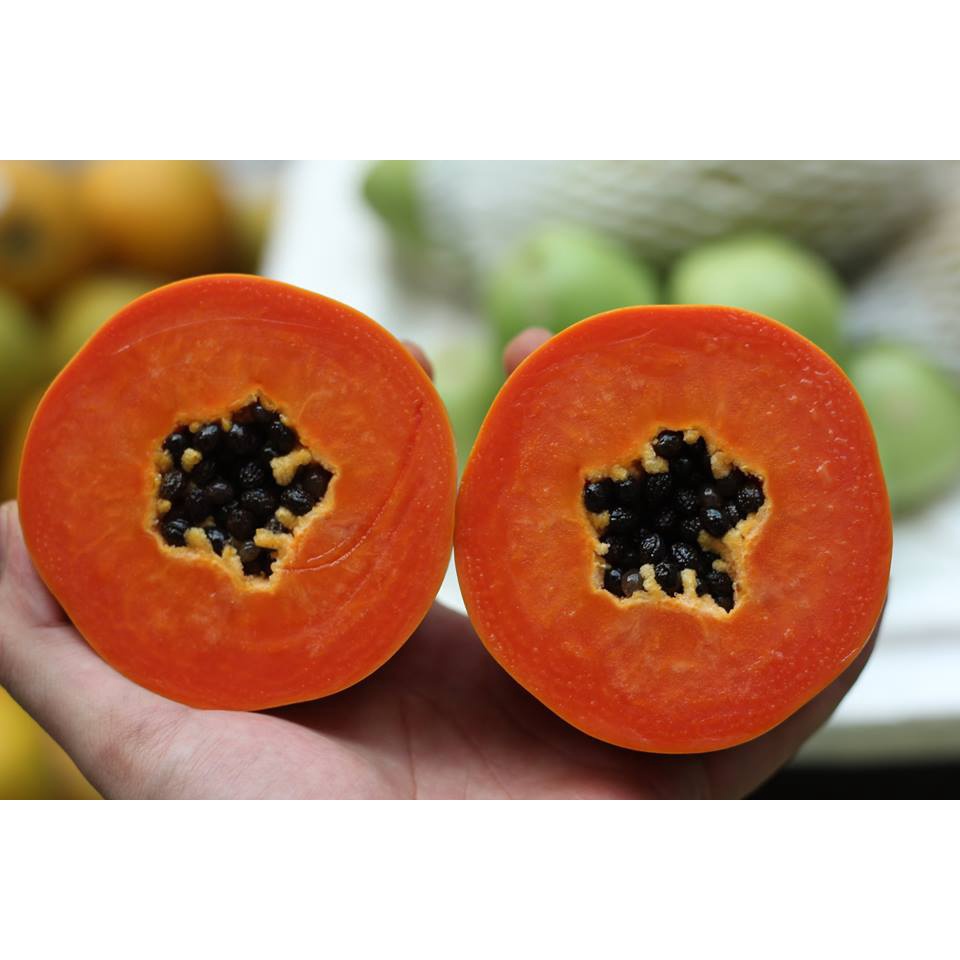 Đu đủ ruột đỏ, quả to, ngọt số lượng hạt/gói: 5 hạt