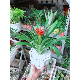 Chậu Phong Lộc Hoa Như Hình