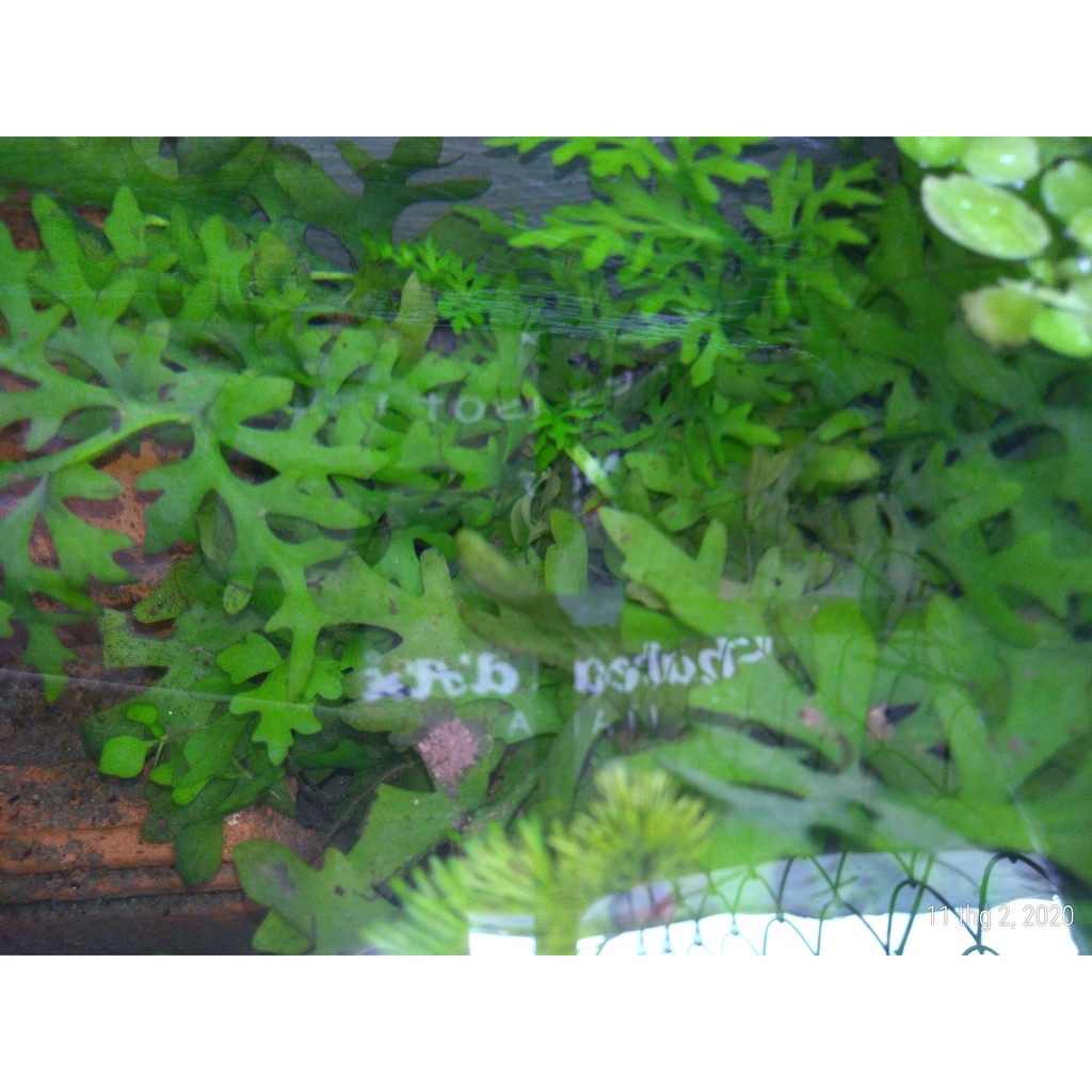 Cây thủy cúc - Cây thủy sinh (1 bó 10 đến 15 cây)