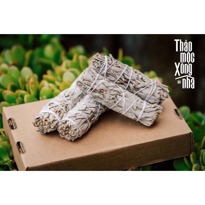 White Sage Xô thơm trắng 10cm - THẢO MỘC XÔNG NHÀ