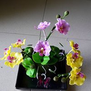 Hoa Lan hồ điệp cỡ trung để bàn