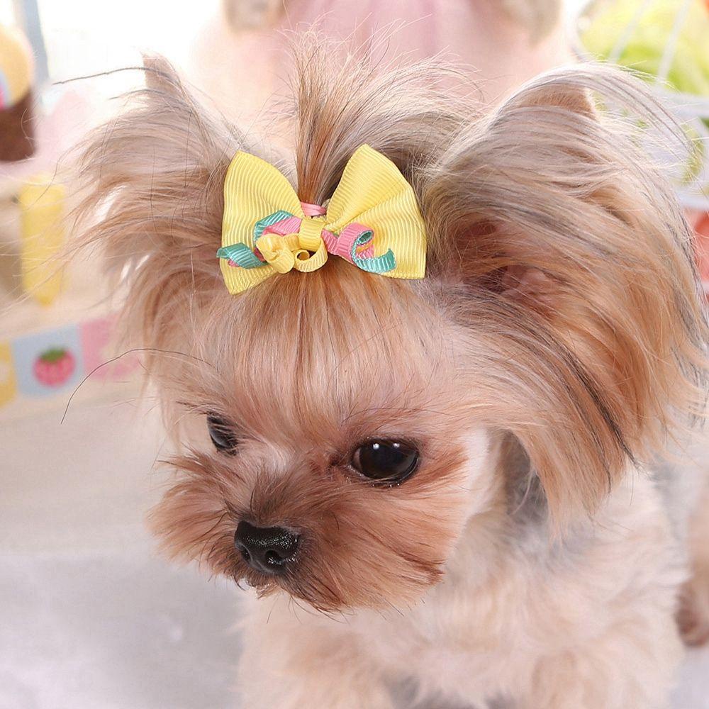 Danilo Kẹp Nơ Nhiều Màu Sắc Tạo Kiểu Tóc Cho Thú Cưng