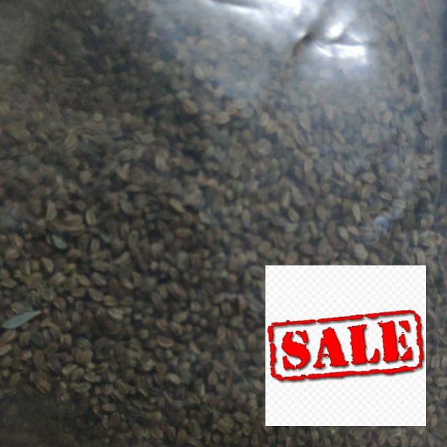 Gói 5 gr  giống rau cần tây SALE