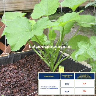 10H- HẠT GIỐNG BÍ NGÒI