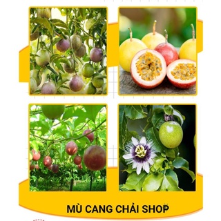 Hạt giống chanh leo, chanh dây dễ trồng nhiều trái gói 50 hạt