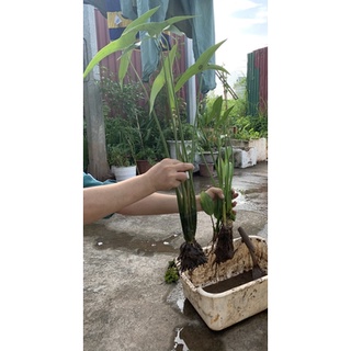 Bách Thuỷ tiên nhài