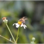 [  HÓT HÓT]  mật ong HOA RỪNG TỰ NHIÊN 70gam (phát hiện hàng giả đền gấp 10 lần ) | BigBuy360 - bigbuy360.vn