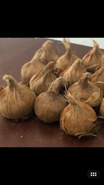 10 củ giống Hoa nghệ Tây saffron