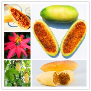 Hạt giống chanh dây chuối dài Passiflora mollissim