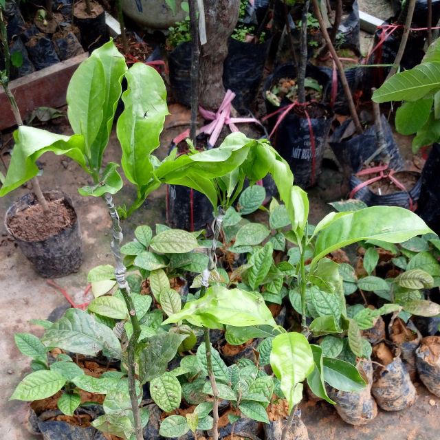 CÂY GIỐNG CÂY DỔI XANH