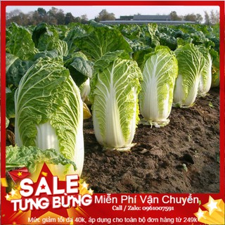 Hạt Giống Cải Thảo F1 -30 Hạt