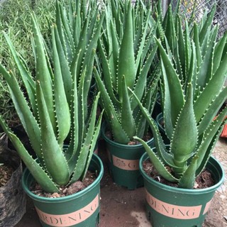 CHẬU CÂY NHA ĐAM THÁI, BẸ SIÊU TO,SIÊU DỄ TRỒNG, SIÊU NĂNG SUẤT, SIÊU KINH TẾ - NCCGNDTSD