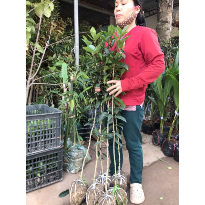 Mộc hoa vàng một thân,cây cao 1m