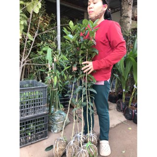 Mộc hoa vàng một thân,cây cao 1m
