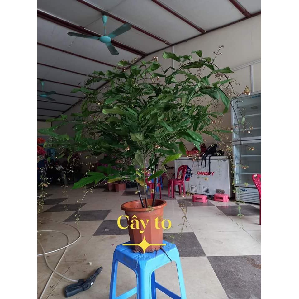 CÂY HOA DẠ NGỌC MINH CHÂU