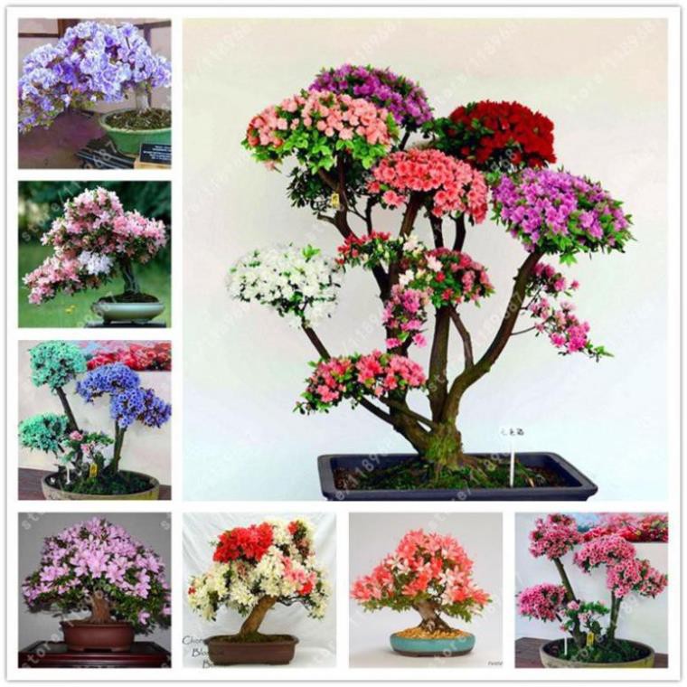 Sản phẩm CÂY GIỐNG HOA ĐỖ QUYÊN NHẬT BẢN ĐỦ MÀU + Tặng  phân hữu cơ cao cấp
