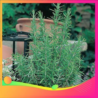 Hạt Giống Hương Thảo - 20 Hạt VIETGAR