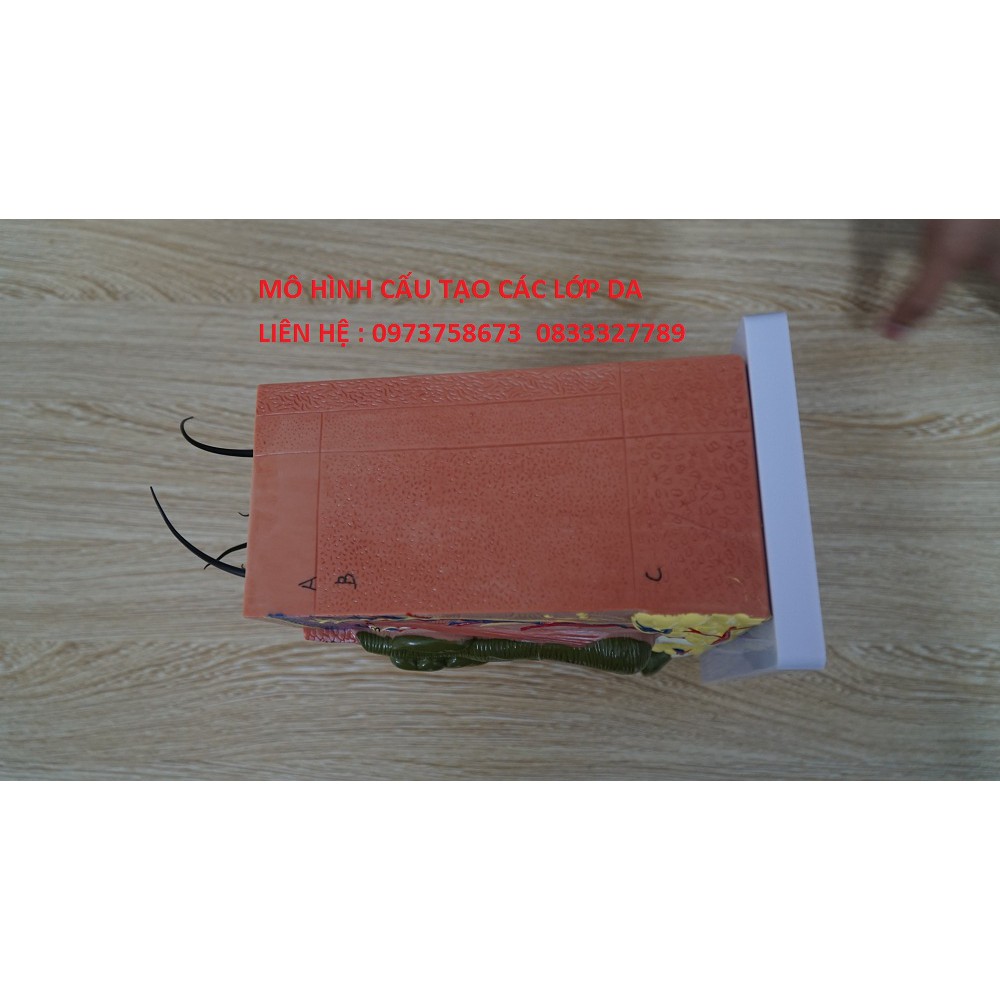 Mô hình cấu tạo các lớp da
