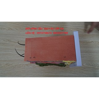 Mô hình cấu tạo các lớp da