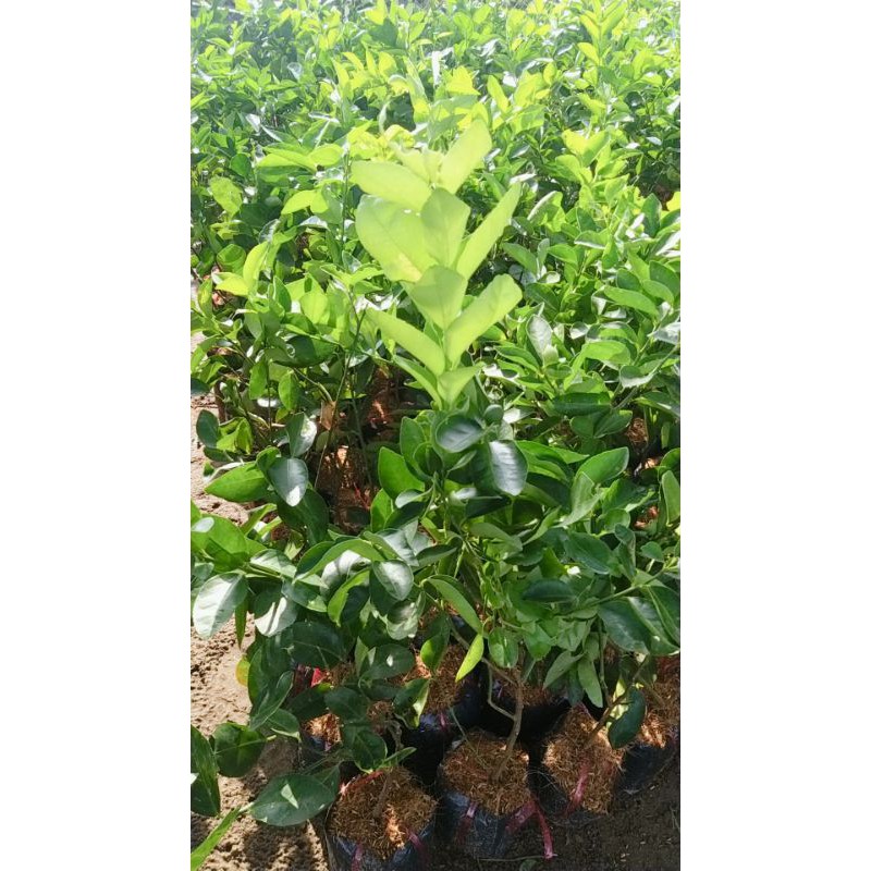 CÂY GIỐNG CHANH KHÔNG HẠT TỨ QUÝ