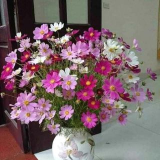 Hạt sao nhái   mix màu