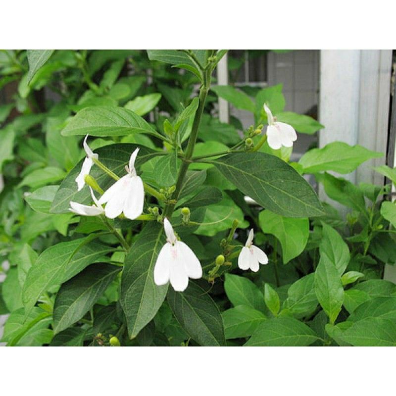 Cây kiến cò (tên khoa học: Rhinacanthus nasuta)