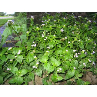 100gr Cây hoa cứt lợn phơi khô (ngũ sắc)