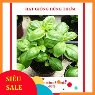 hạt giống rau húng hơm 200 hạt (é trắng)  TẾT KHUYẾN MẠI