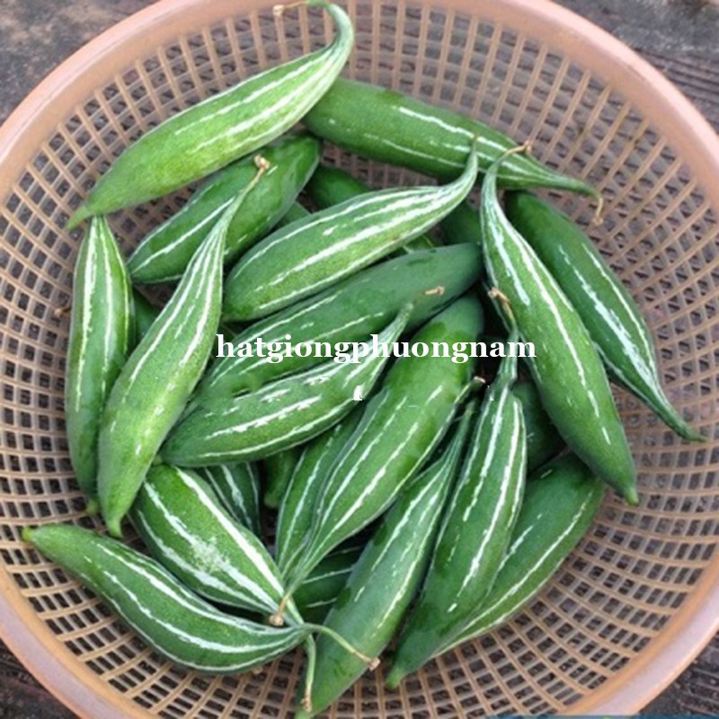 HẠT GIÓNG LẶC LẦY (KHỔ QUA TÂY) XANH