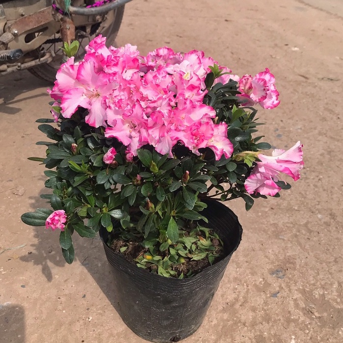 Cây hoa Đỗ Quyên song hỷ  cao 25cm hoa cánh hồng trắng bắt mắt mang lại may mắn thích hợp trang trí