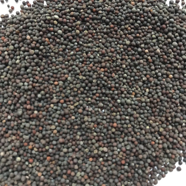 HẠT Cải Cho chim yến hót cu gáy 1kg