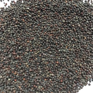 1kg hạt cải thức ăn cho chim yến hót