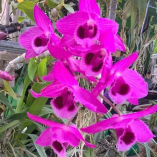 Hoa phong lan hoàng thảo trầm tím