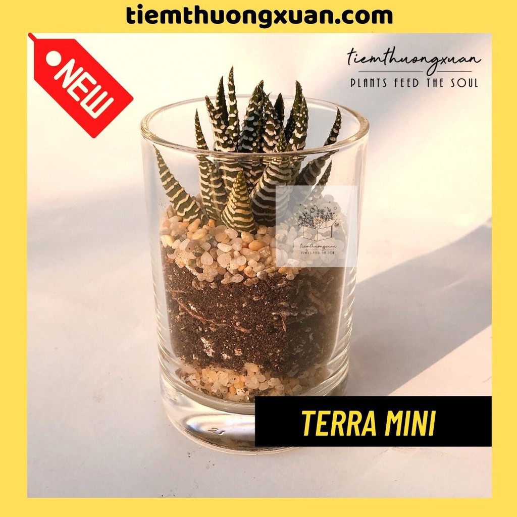 Sen đá mini - Terra mini - Combo sen đá - Tiệm Thường Xuân