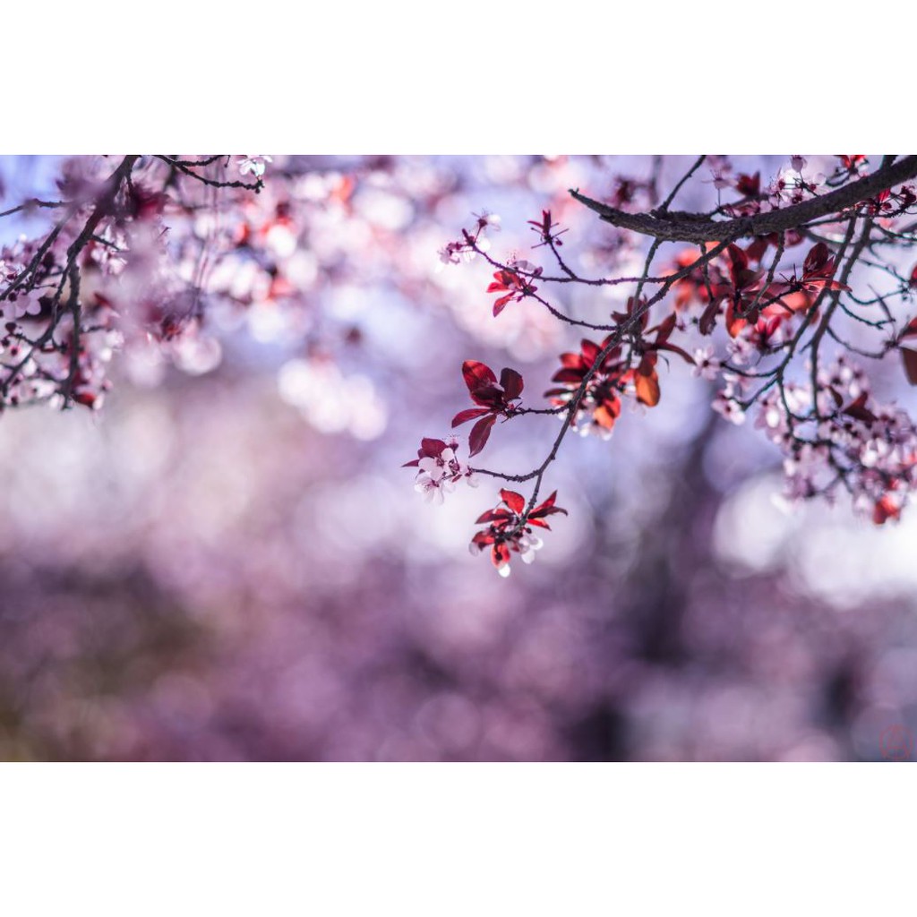 Ống kính MF Konica Hexanon AR 135mm F2.5