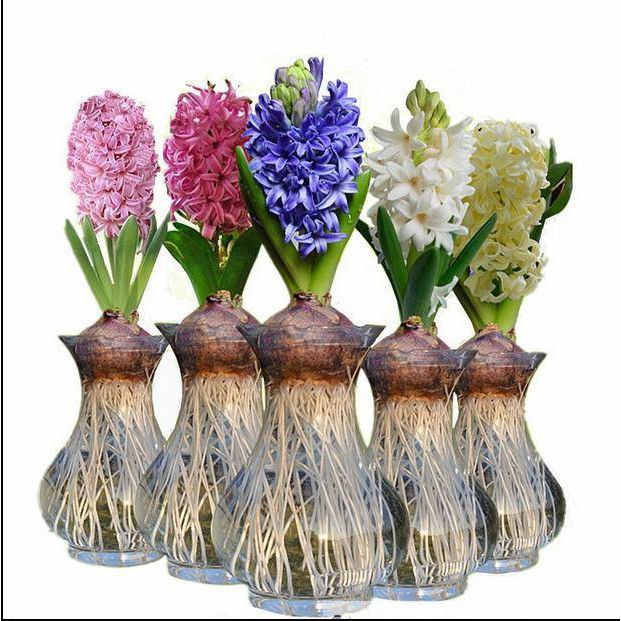 BÌNH THỦY TINH trồng cây thủy sinh