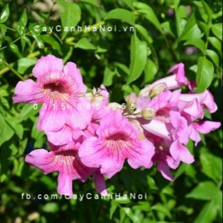 Cây Hồng ♌ leo Thiên Hương