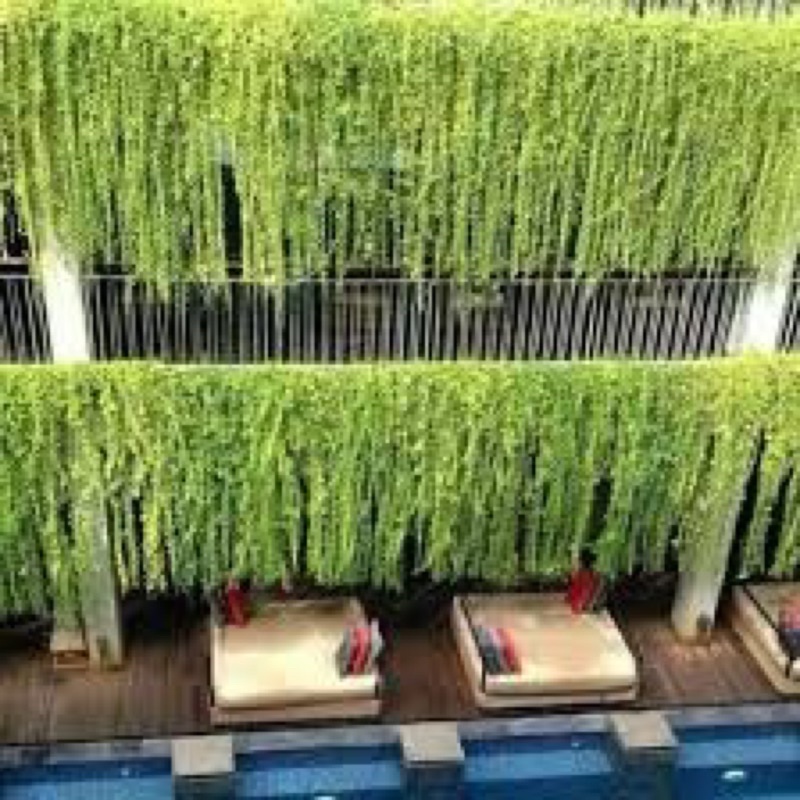 CÂY CÚC TẦN ẤN ĐỘ che nắng tự nhiên